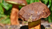 houba cep-3708755 960 720